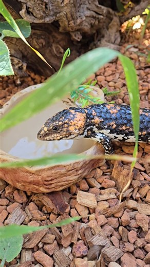 Beks Bobtails | Not everyone wants to get out of bed for breakfast this morning 🤣 My two latest additions to the shingleback family 🥰 two young goldfeilds.... | Instagram