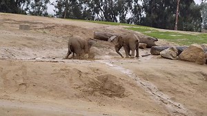 A little bit of rain makes for a lot of elefun. 🐘🐘 (sound on) 📹: Keeper Evan | San Diego Zoo Safari Park