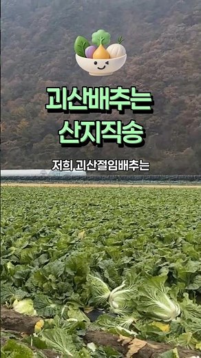 괴산배추는 산지직송 #괴산절임배추#절임배추 #배추 #맛있는배추#김장김치#김장