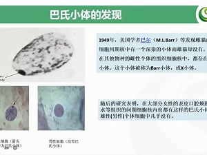浅谈遗传病中的X染色体失活-X染色体基因剂量补偿效应和Lyon（莱昂）假说