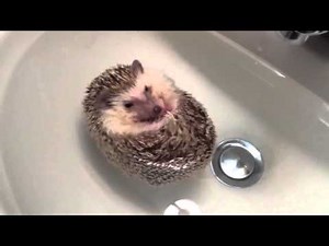 Hedgehog Swimming