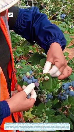 A close-up look at the blueberry harvesting process