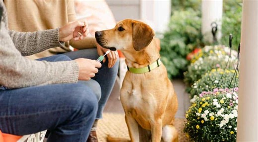 Scientists finally decode how dogs became man’s best friend