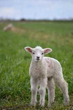 #aiavatar #lamb speaks to you #asmr #prosperity Powerful Affirmation Prosperity Abundance peace