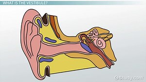 Vestibule of the Ear | Anatomy, Function & Location