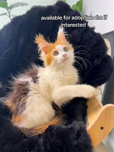 Hi everyone I Just wanted to let you know we currently have some adorable Maine Coon kittens available for adoption! They're healthy, playful,up to date with vet checks and ready to find their forever homes. If you or someone you know has been looking for a sweet, fluffy companion, now's the perfect time! Let me know if you'd like more details, photos, or to schedule a visit. These little ones won't be available for long! Gift yourself a maine coon kitten or a loved one the most adorable cat bre