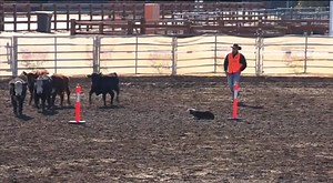 A national Stock Dog Registry is revolutionising and streamlining the way working dogs are monitored | 7NEWS New England | Facebook
