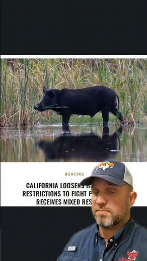 Feral pigs in California #shorts