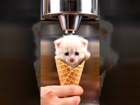 Ice Cream Cat 🍦🐱 | Cutest Brain Freeze Ever?!