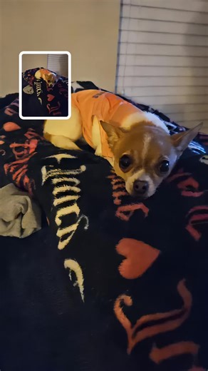 Dad’s Princess. #dogsofttiktok #chiuaualovers #chiuauahasoftiktok #dogs #princessthechihuahua