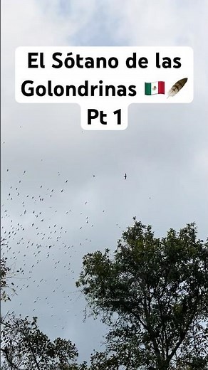 El Sótano de las Golondrinas, Aquismón, San Luis Potosí 🪶#méxico #aves #viajes #birds #golondrinas