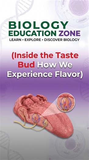 Inside the Taste Bud How We Experience Flavor , Structure & Function of Taste Buds #biology