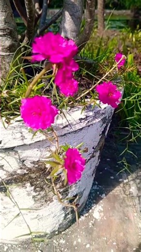 Pink Moss Rose | Morning Bloom Delight