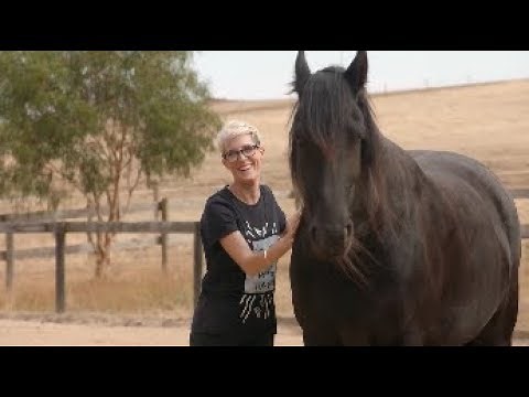 What is equine therapy?