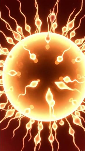 How Does Fertilization Happen? | The Beginning of Life 🧬