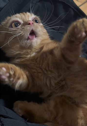 Scratch or fight???? #cat #kittensoftiktok #kitten #catvideo #orangecat