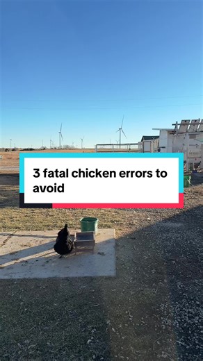 3 Fatal Chicken Mistakes to Avoid for Healthy Flocks