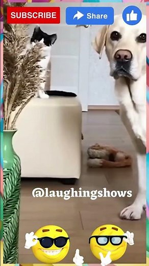 Hilarious Cat vs Bee Battle Caught on Camera!