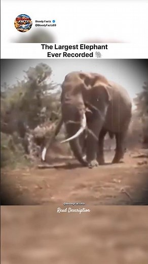 The Largest Elephant Ever Recorded 🐘|#nobatidao #batidao