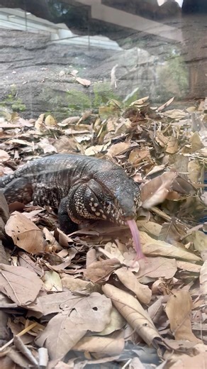 Giant Monitor Lizard Spotted at Statue of Unity Jungle Safari!