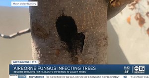 Valley trees dying due to airborne disease