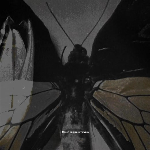 the only exception, Paramore | I listen to music everyday