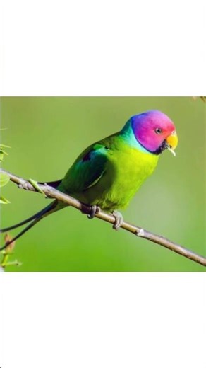 Beautiful 😍❤️Plum -Headed Parakeet In Tree Top View's 😍#birds #parakeet #viral #music #nature #love