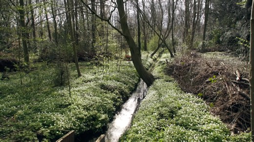 Het eerste beschermde bos van Nederland bestaat 450 jaar - Vroege Vogels - BNNVARA