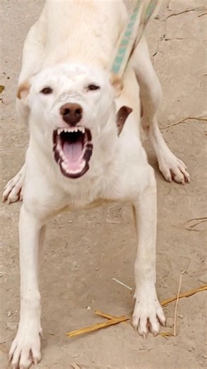 Alert Guard Dog Bark ⚡🐕 | Security Warning Sound