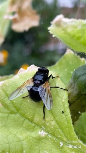 My secret garden quest 667 #identifying insects