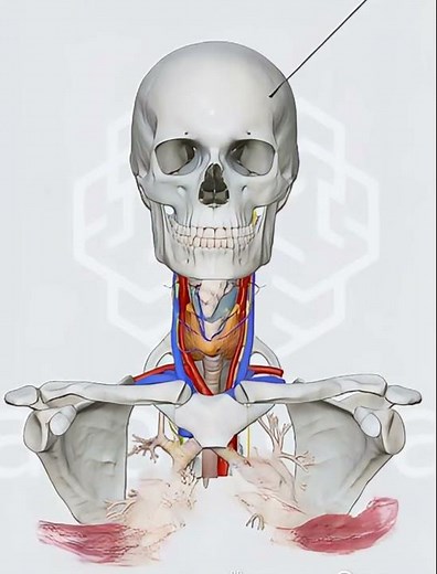 Unveiling the Human Upper Anatomy: 3D Dissection of Head, Neck & Thoracic Structures #3danimation