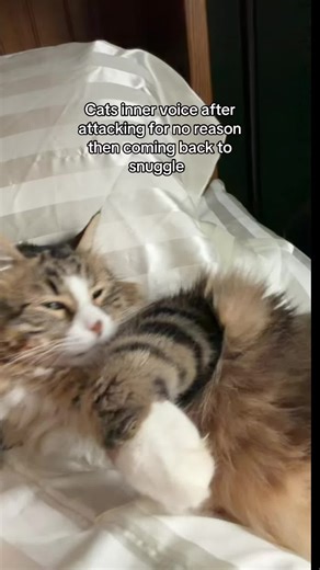 Understanding Cat Behavior: From Attack to Affection