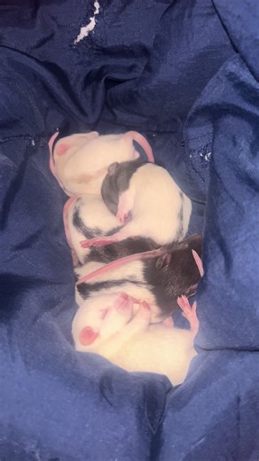 #fyp #ratsoftiktok #petrat #petsoftiktok #rat