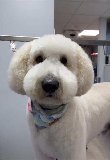 Doodle Haircuts: The Best Styles for Your Goldendoodle