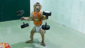 40K views · 73 shares | Wow Amazing, Gym Time For Dodo To Giant Muscle And Reduce Energy | Monkey Dodo | Facebook