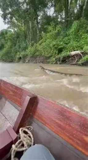 When the Boat Drifted Over the Sleeping Serpent #animals #wildliferescue #wildlife