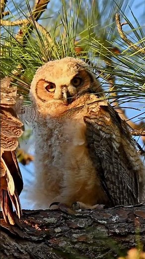 Adorable Baby Owls: A Peek Around the Nest