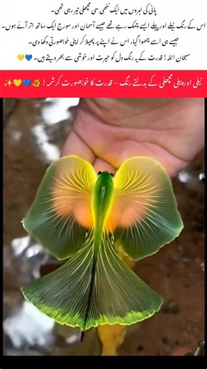 Amazing Color-Changing Fish Underwater | A Beautiful Wonder of Nature 🐟✨ #SubhanAllah#AmazingFish