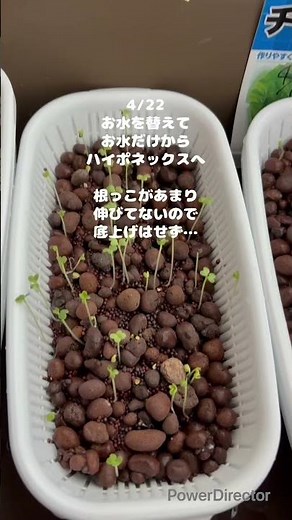 右往左往なわさび菜水耕栽培成長日記#水耕栽培 #わさび菜
