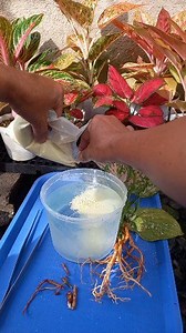 Soak mixture for cuttings, and infected plants before planting🌱 #plants #tips #plantita #highlight #everyone | France Colinares