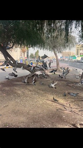 Wild Pigeons Eating Seeds Then Flying Away 🕊️ | Bird Shorts #nature #forest #jungle