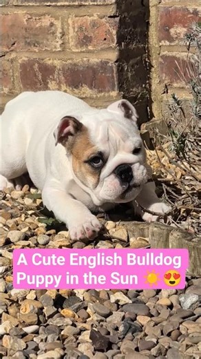 A Cute English Bulldog Puppy Relaxing In The Sun ☀️😍