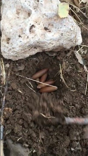 How to Grow an Oak Tree from an Acorn. #Acorn #OakTree #PlantingAcorns #Reforestation #TreePlanting