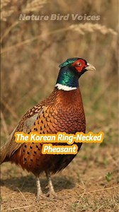 The Korean Ring Necked Pheasant | Phasianus colchicus karpowi #birds #birdsong #birdsounds
