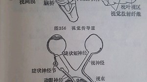 视觉传导道和瞳孔对光反射路径