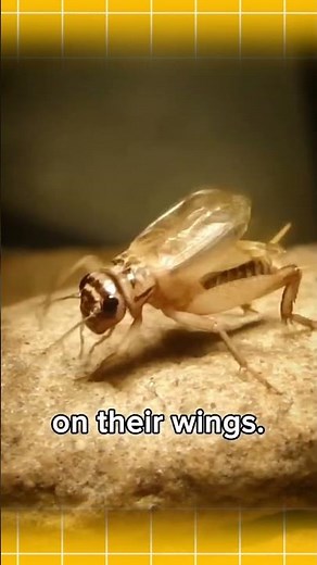 How Do Crickets Make That Chirping Sound❔❔