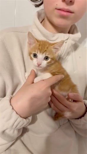 Patrulla Canina 🐶🐱 on Instagram: "🥃 ¡Os presentamos a Whisky! 🐾 Si en el vídeo anterior os enamorasteis de Ron y Ginebra, preparaos para conocer a Whisky, el tercer hermanito de la camada. Como podéis ver, es un gatito de un color naranja más oscuro, precioso y, sobre todo, ¡un auténtico amor! Tiene 2 meses y, al igual que sus hermanos, es extremadamente cariñoso y solo busca mimos. 🩺 Su cartilla está al día: Whisky está listo para encontrar su hogar definitivo con todas las garantías: * ✅