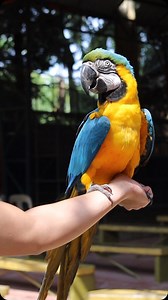 Every creature, big and small, plays a vital role in our ecosystem. Let’s work together to protect our wildlife and preserve our future. 🌎💚 #DavaoCrocodileParkandZoo #NationalWildlifeDay | Davao Crocodile Park & Zoo