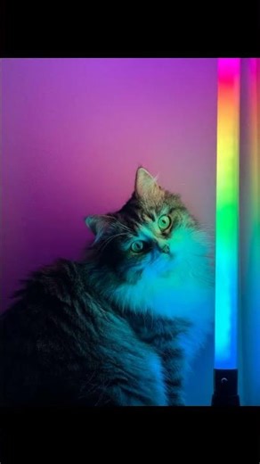 Unlocking the Colorful World of Cats: Vision Beyond Belief!