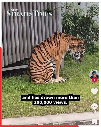 #NSTviral: Underweight Malayan tiger footage in Japan zoo fuels concern over elephants